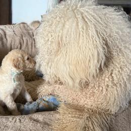 Titan - Goldendoodle