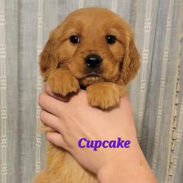 Cupcake - Dark golden female Golden Retriever puppy in Scurry, Texas from 07 Seven Oaks Goldens and Doodles