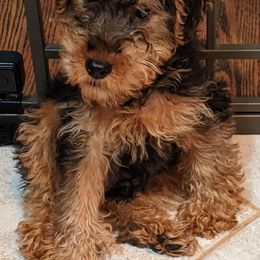 Welsh Terriers from Cathy Francis