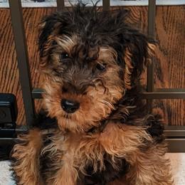 Welsh Terriers from Cathy Francis