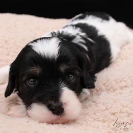 Artemis - Tri-color male Cavapoo puppy in Hendersonville, North Carolina from Grayfinn House