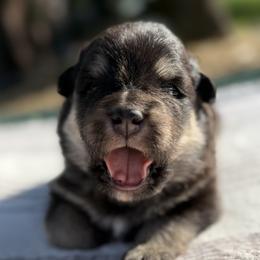 Finnish Lapphund puppies from AlpenGlō Kennels