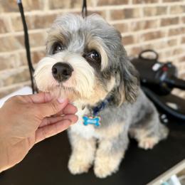 Cockapoo puppies from Pawcious Poodles & Doodles