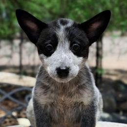 Galadriel (AKC) - Blue female Australian Cattle Dog puppy in Marana, Arizona from Impact 3rd Australian Cattle Dogs
