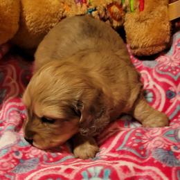 Dachshund Puppies from CLARK'S BREEDING PROGRAM