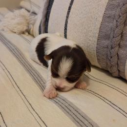 Finn - Chocolate, tan and white male Yorkshire Terrier puppy in Clarksburg, Indiana from Hidden Gems Parti Yorkies