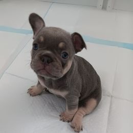Puppy 3 - Tricolors female French Bulldog puppy in Rockville, Maryland from Cassandra Hayes