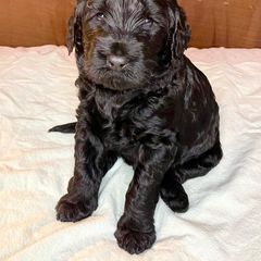 Double Doodle and Labradoodle Puppies from Molly’s Doodles