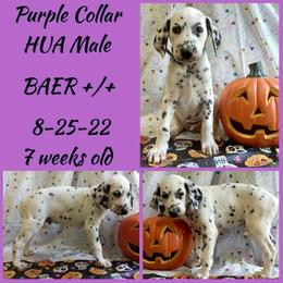 Purple Boy HUA - Dalmatian puppy from Mid-Michigan Dalmatians