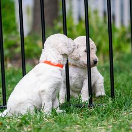 Ursa - White female Poodle puppy in Pleasant Grove, Utah from Out of This World Poodles