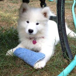 Samoyed Puppies from SnoDen Samoyeds
