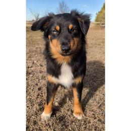 Luna - Miniature Australian Shepherd