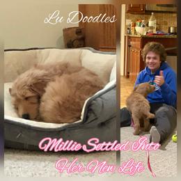 Goldendoodle Puppies from Lu Doodles