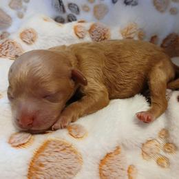 Maxwell - Apricot male Poodle puppy in Blanch, North Carolina from Faithful Hearts Kennel