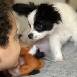 Papillon Puppies from WayMaker Papillons