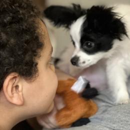 Papillon Puppies from WayMaker Papillons