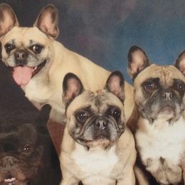 French Bulldogs from MauMaus French Bulldogs and Rottweilers