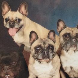 French Bulldogs from MauMaus French Bulldogs and Rottweilers