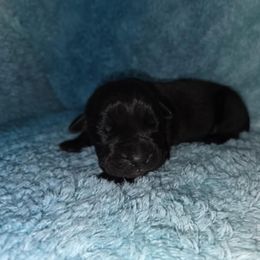Bodhi - Black male Cane Corso puppy in Mason City, Illinois from Red Wood Cane Corso