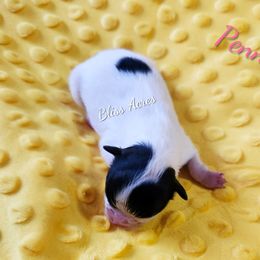 Penn-y - Black parti female Pomeranian puppy in Ponca City, Oklahoma from Bliss Acres Farm