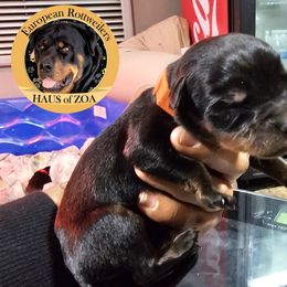 Luke - Black and mahogany Rottweiler puppy in Von Ormy, Texas from Haus of ZOA