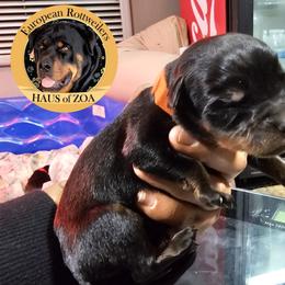 Luke - Black and mahogany Rottweiler puppy in Von Ormy, Texas from Haus of ZOA