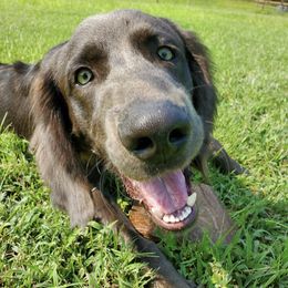 Weimaraners from Rhythm N Blues Weimaraners