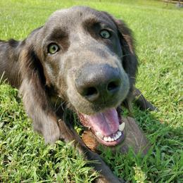 Weimaraners from Rhythm N Blues Weimaraners