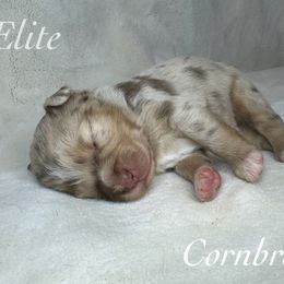 Cornbread - Red merle Miniature Australian Shepherd puppy in Corpus Christi, Texas from Elite Miniature Australian Shepherds