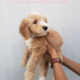 Goldendoodle Puppies from Hartman Goldendoodles