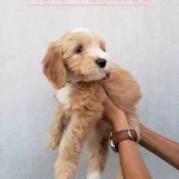Goldendoodle Puppies from Hartman Goldendoodles
