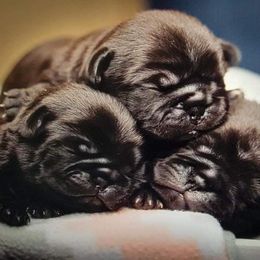 Pug puppies from Adventure Pug Breeding