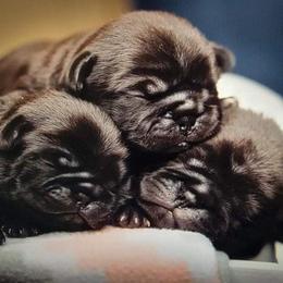 Pug puppies from Adventure Pug Breeding