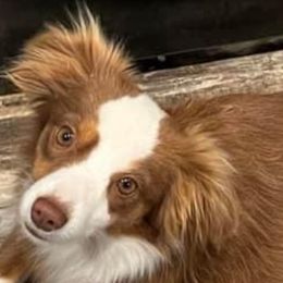 Cleo - Toy Australian Shepherd