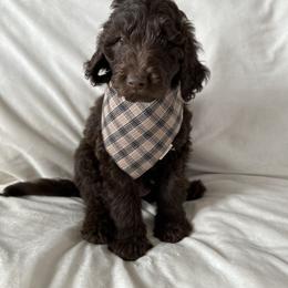 Labradoodle Puppies from Raising Doodles