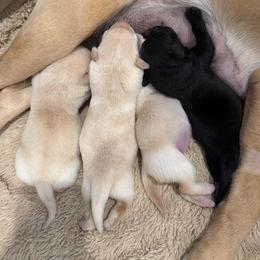 Yellow male 1 - Yellow male Labrador Retriever puppy in Muskegon, Michigan from Punches Paws Labradors