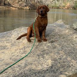 Labrador Retriever puppies from Dukes Retirevers