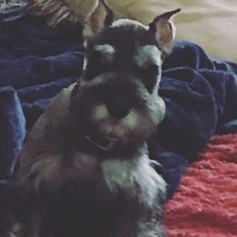 SAVI - Miniature Schnauzer