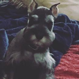 SAVI - Miniature Schnauzer