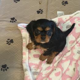 Cavalier King Charles Spaniel Puppies from Wise Cavaliers