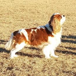 Louis - Cavalier King Charles Spaniel
