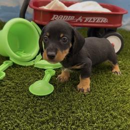 Black and Tan Wirehair Male - Black and tan male Dachshund puppy in Killeen, Texas from Southern Dachshunds