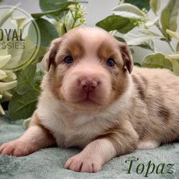 Topaz - Red merle male Australian Shepherd puppy in Petersburg, Indiana from Royal Aussie’s