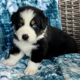 Leo - Black tri-color male Australian Shepherd puppy in Oxford, Florida from SoCo Aussies
