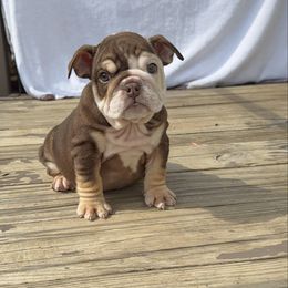 Vette - Chocolate tri-color female Bulldog puppy in Dalton, Georgia from Reyes Bulldogs of North Georgia