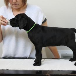 Great Dane Puppies from Velocity Great Danes