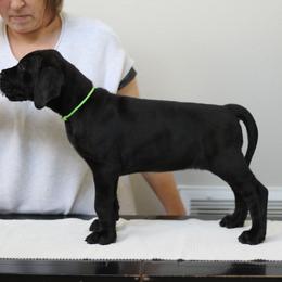 Great Dane Puppies from Velocity Great Danes