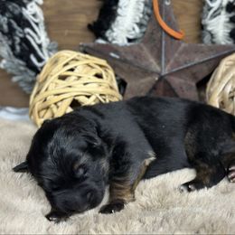 Xantos - Orange - Black and red male German Shepherd puppy in Iola, Wisconsin from DeFelice's German Shepherds