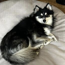 Arlo - Pomsky
