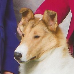 Savannah - Collie